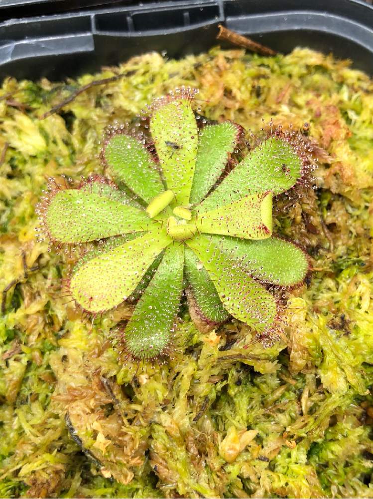 の画像 by ドロセラさん | Drosera hamiltoniiとドロセラ ハミルトニーと食虫植物と食虫男子とおうち園芸