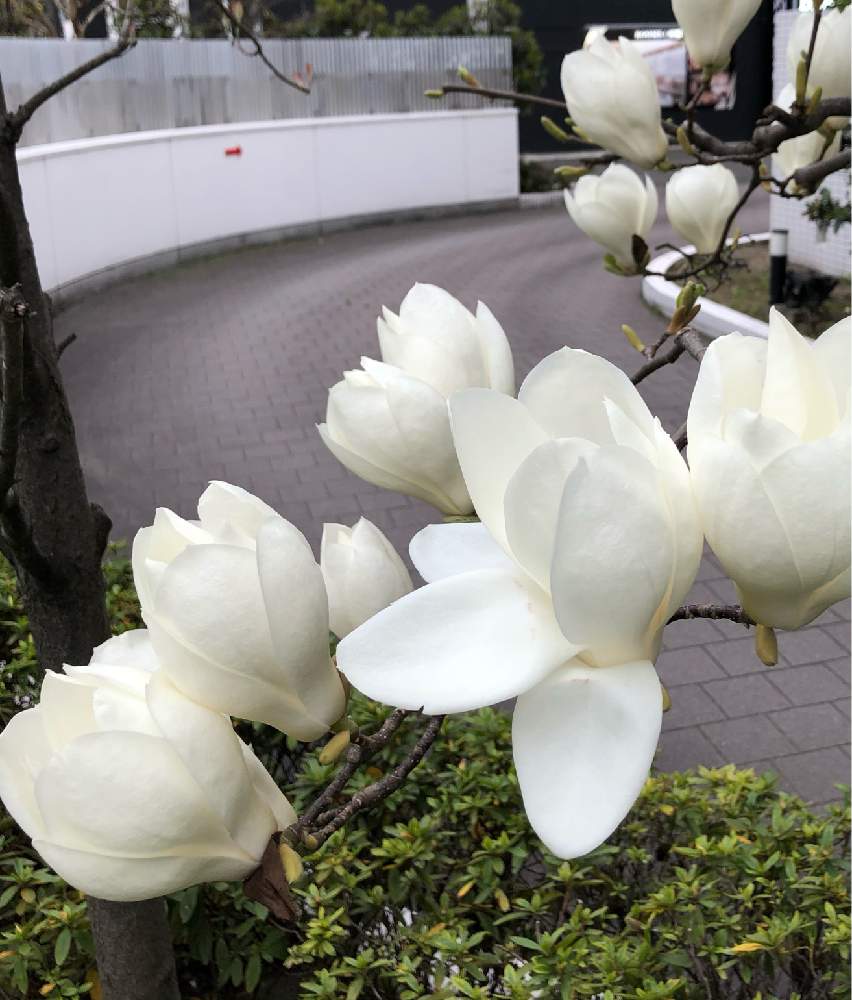お出かけ先の画像 by 4匹の猫ママさん | お出かけ先と皆様に感謝します^_^と仙台市青葉区界隈と皆様いつも有り難う^_^と白い花^_^と可愛い花^_^