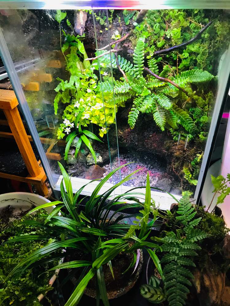 部屋の画像 by ꧁ Go-Yaチャンプルン꧂さん | 部屋と吉祥草、きちじょうそうとプレクナム・スピカントとバコパとレインボーファンとジュエルオーキッドと地生蘭と観葉植物とサボテン☆とジュエルラビシアと着生ランと食虫植物と室内温室と多年生多肉植物とイモリウムとパルダリウムとビオトープ水槽とビニール温室とメキシカンプランツと塊根植物(コーデックス)と洋ランと苔テラリウムと熱帯植物とエアプランツとビザールプランツ