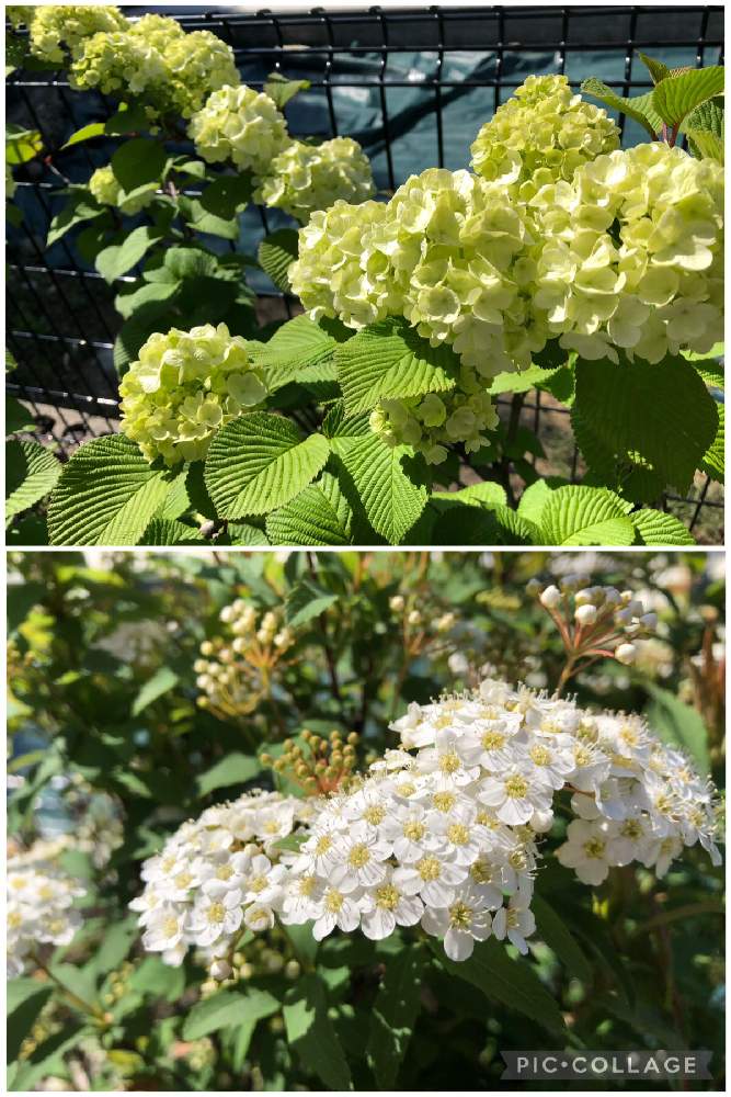 の画像 by このニャンさん | 大手鞠(おおでまり)とおうち園芸と春爛漫♡と我が家の庭と小手毬♡
