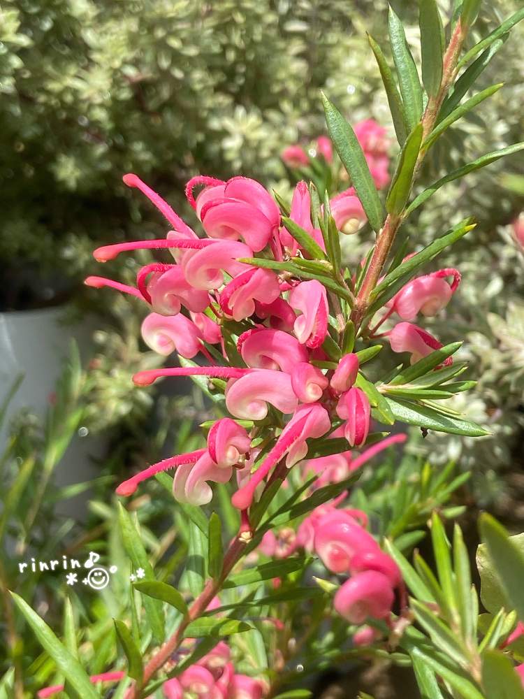 の画像 by rinrin♪さん | 斑入りウエストリンギアとウエストリンギア・スモーキーホワイトとウエストリンギア(オーストラリアンローズマリー)とグレヴィレアとグレヴィレア ジョンエバンスとかわちいとオージープランツとぐるぐるとぐるぐるぅ〜