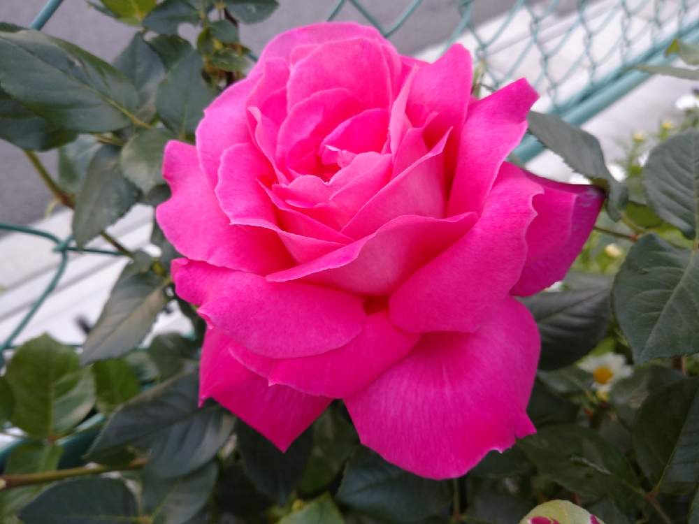 の画像 by ひよたろさん | 花のある暮らしと薔薇 エデンローズ♪