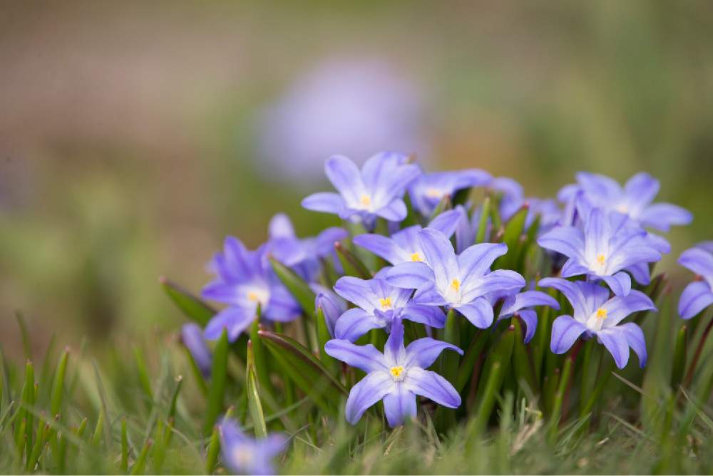 お出かけ先の画像 by satoさん | お出かけ先とユキゲユリとnikond610とサッポロさとらんどと北海道と札幌とカメラ小僧クラブとチオノドクサの花