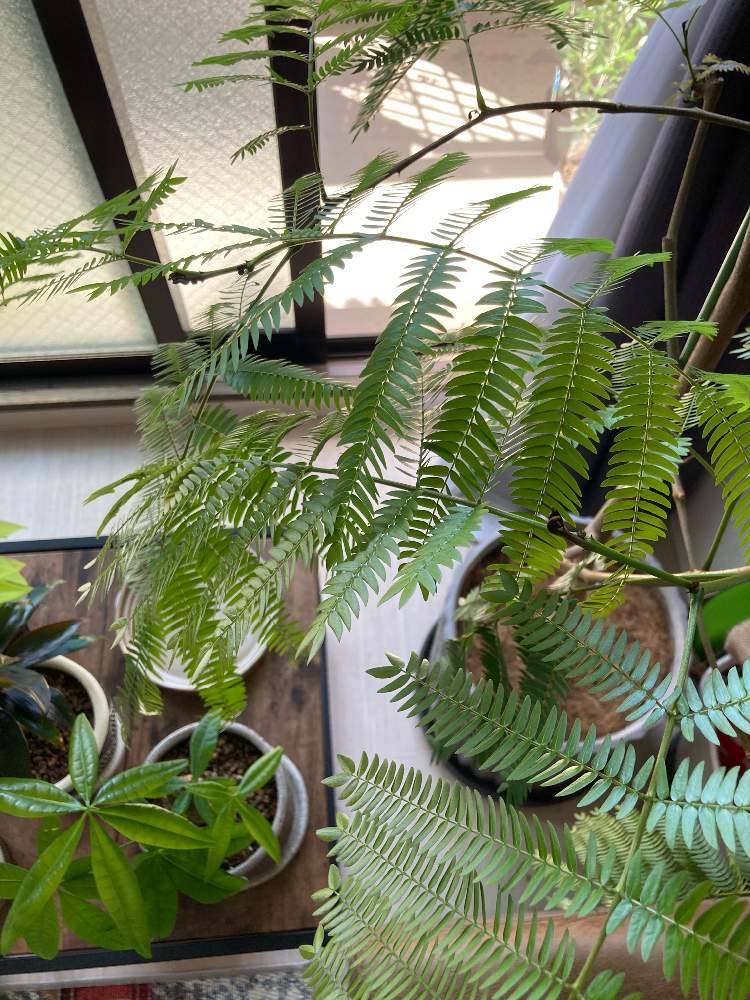 部屋の画像 by SAORIさん | 部屋とエバーフレッシュと若葉と観葉植物とレースのカーテン越しと葉っぱと観葉植物初心者と観葉植物好きと元気に育て!とリビングルームと観葉植物のある暮らしと可愛いと成長が嬉しいとリビング窓辺と日向ぼっこと葉水と新芽とインテリアグリーン