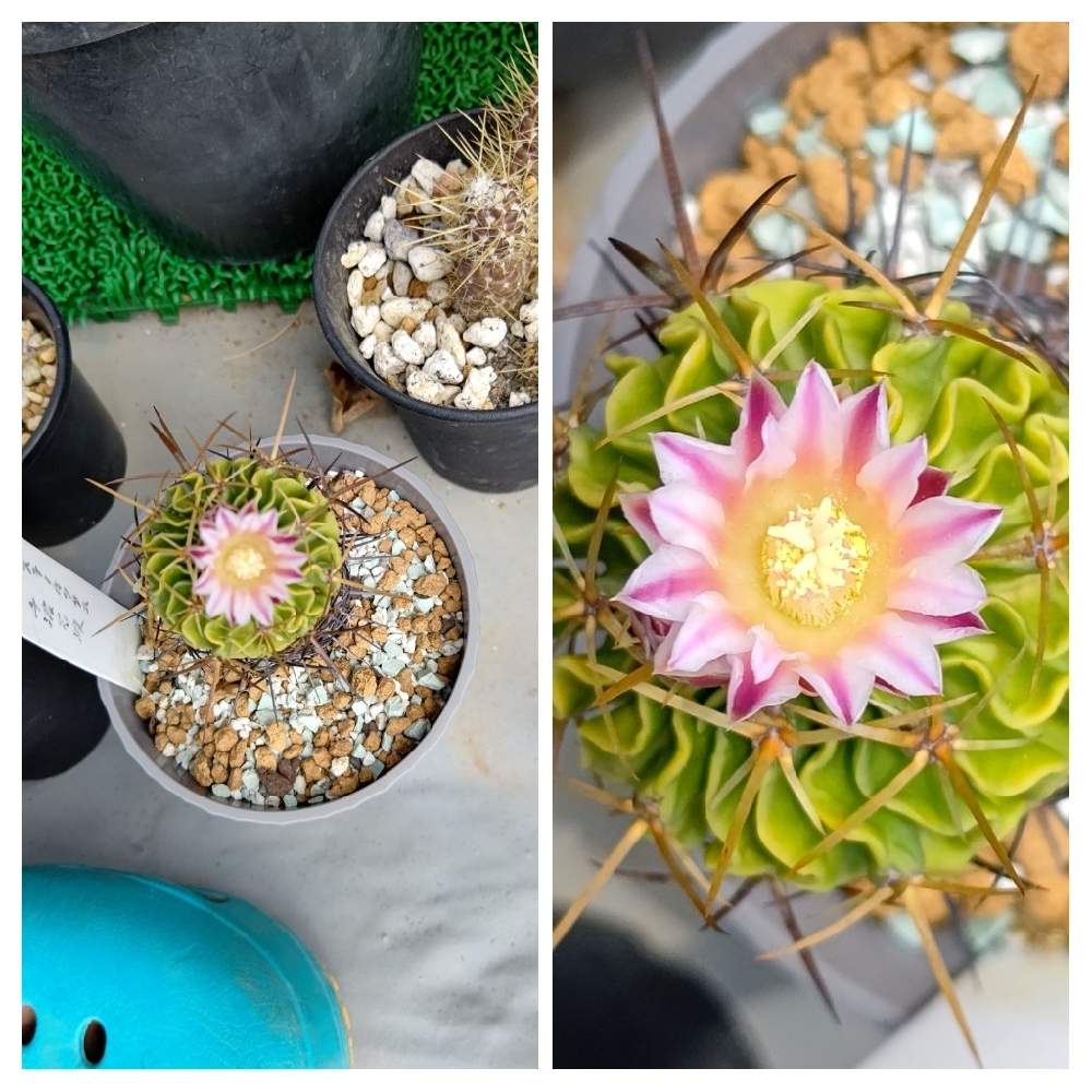 バルコニー/ベランダの画像 by Cycletotoさん | バルコニー/ベランダと千波万波とサボテンの花開花とステノカクタス千波万波とエキノフォスロカクタス 千波万波とサボテンの花✨と俺のサボテンと開花と開花中とサボテン科とサボテン☆とサボテンさんとサボテン*"とサボテン大好きとサボテン好きと今日のサボテンとステノカクタス属とサボテン男子とサボテンのある暮らしと サボテンとエキノフォスロカクタス属とサボテン中毒とサボテンの花と開花中♡とステノ エキノフォスロカクタス属とサボテン エキノフォスロカクタス