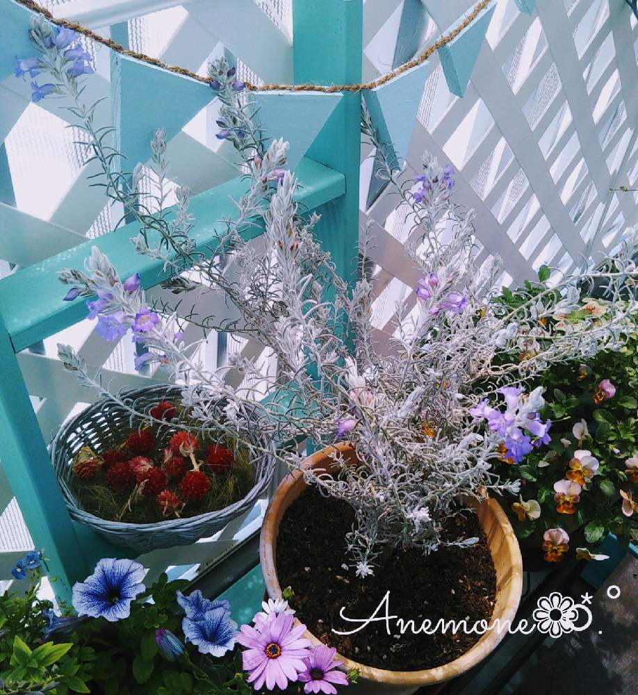 バルコニー/ベランダの画像 by Anemone❁⃘*.゚さん | バルコニー/ベランダとGS永ちゃん部と三浦春馬さんを忘れない♡とGS映えとCAT'S EYE MISSIONとおうち園芸とガーデニングと花のある暮らし
