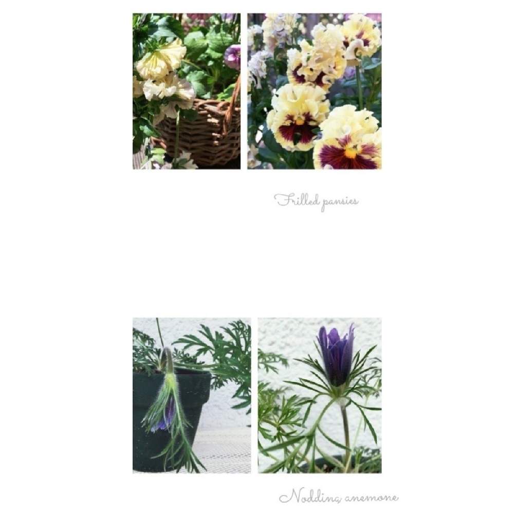 の画像 by oharuさん | おきな草とフリル咲きパンジーと寄せ植えとフリルパンジーとおきな草✴