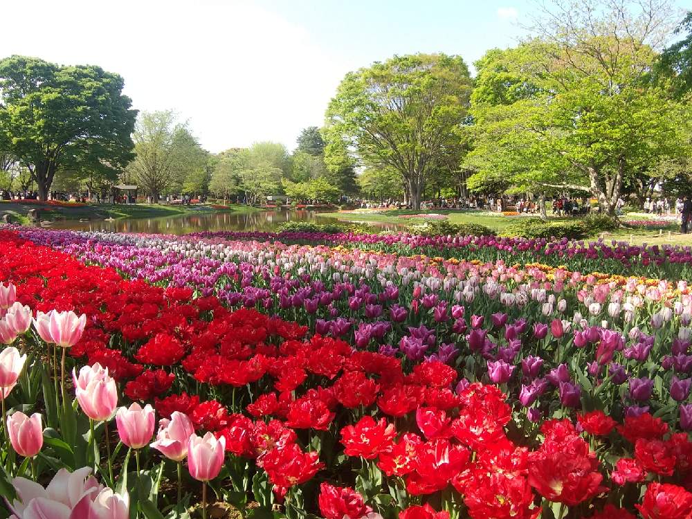 お出かけ先の画像 by グリーンさん | お出かけ先と昭和記念公園と綺麗だなぁ~とワクワク止まらず