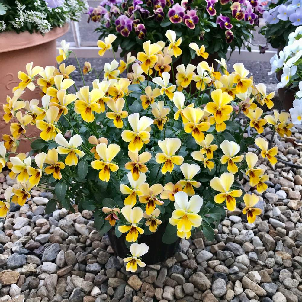 小さな庭の画像 by さきざるさん | 小さな庭とビオラと植田ビオラ:パピヨンワールドと小庭のお花♬とビオラ♬とビオラ・パンジーとパピヨンワールド♬植田ビオラとお花*2年生♬とおうち園芸と小さな小さな庭と花のある暮らしと大好きビオラ