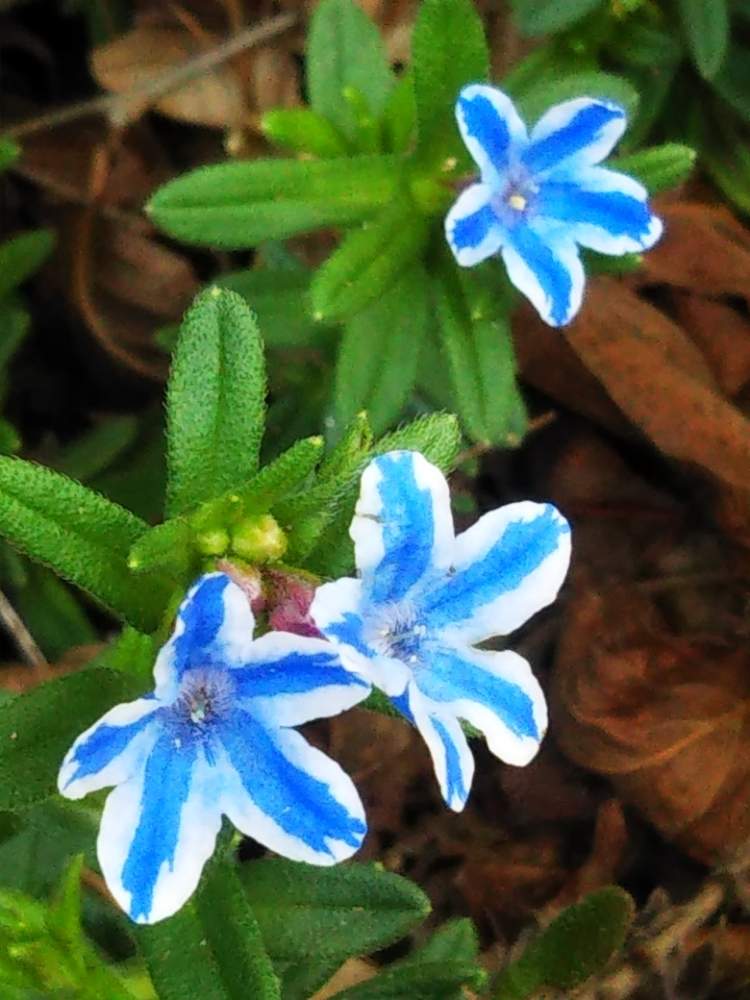 小さな庭の画像 by はははさん | 小さな庭とリソドラ スターと観葉植物と群生とおうち園芸と群生派とミヤマホタルカズラ リソドラ スター