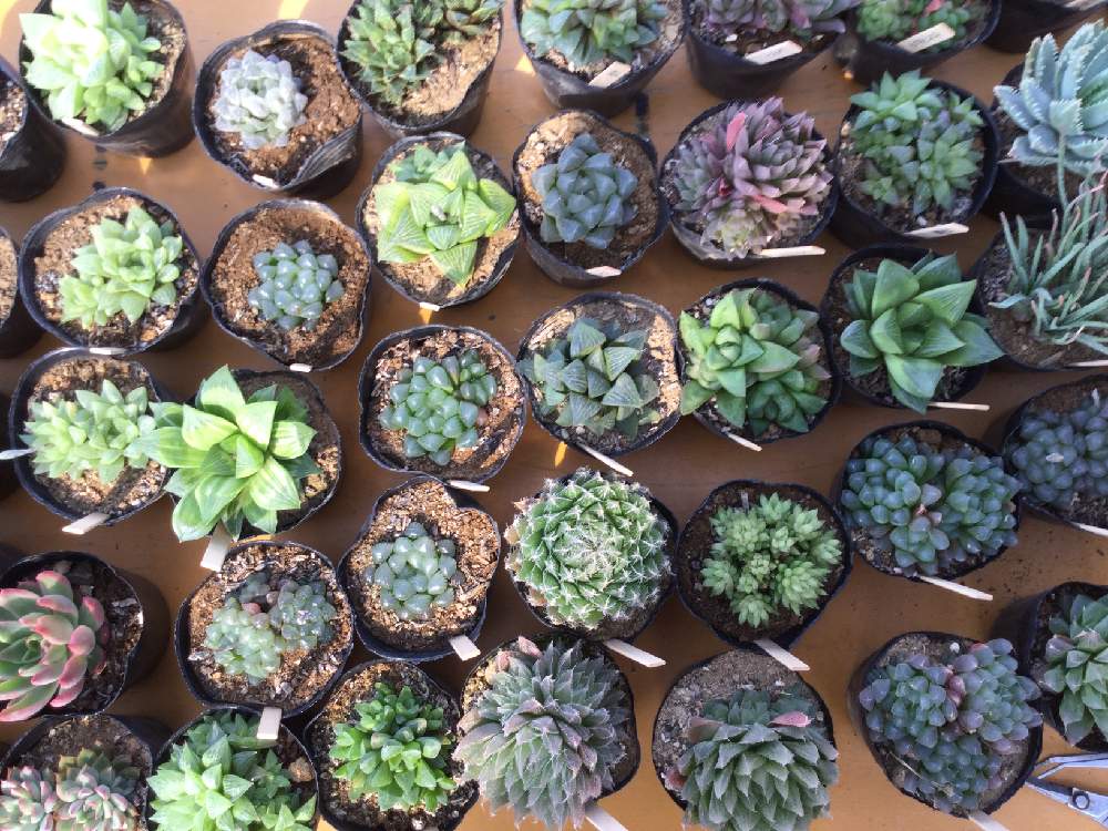バルコニー/ベランダの画像 by 多肉植物専門店ビスタさん | バルコニー/ベランダと多肉植物と観葉植物と渋沢栄一と植物男子と癒しとお誘いとGS映えとおうち園芸とHaworthia:ハオルチア/ハオルシアと今日の一枚と青天を衝けと多肉女子とナウシカと多肉植物とサボテンともりもりとガーデニングとハオルチア(ハオルシア)女子と珍奇植物と花のある暮らしと家庭菜園奮闘日記と多肉初心者