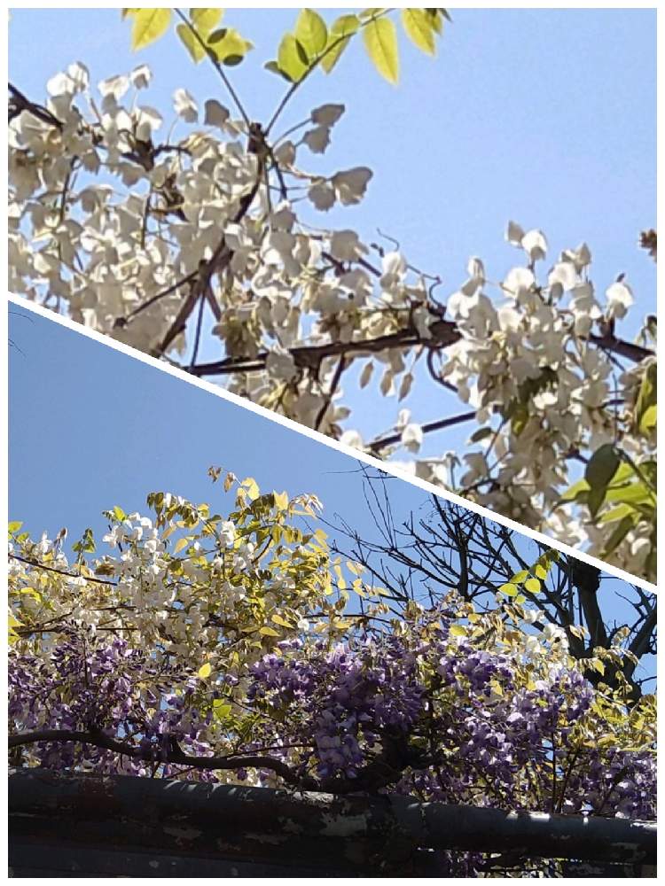 お出かけ先の画像 by みどりさん | お出かけ先と藤の花と白色のお花と紫色のはなと多年草とスマホで撮影と地植え