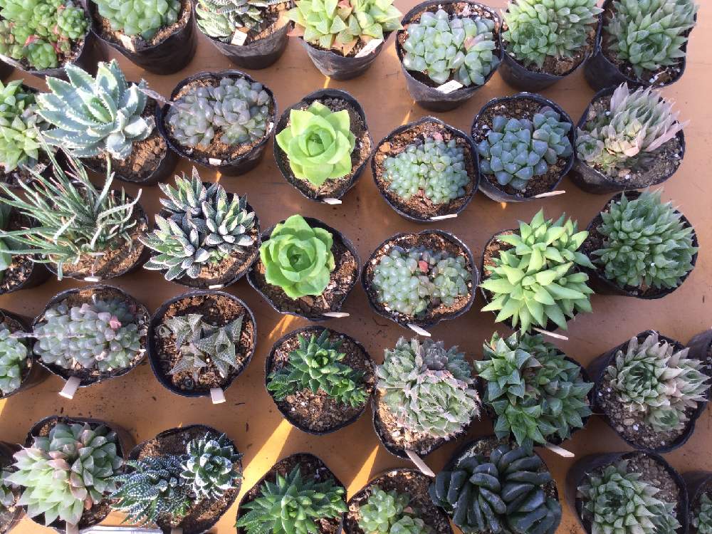バルコニー/ベランダの画像 by 多肉植物専門店ビスタさん | バルコニー/ベランダと多肉植物と観葉植物と渋沢栄一と植物男子と癒しとお誘いとGS映えとおうち園芸とHaworthia:ハオルチア/ハオルシアと今日の一枚と青天を衝けと多肉女子とナウシカと多肉植物とサボテンともりもりとガーデニングとハオルチア(ハオルシア)女子と珍奇植物と花のある暮らしと家庭菜園奮闘日記と多肉初心者