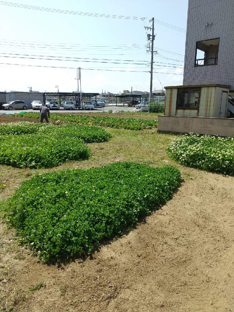 の画像 by えいきち×GARDENさん | クローバー☆とGS永ちゃん部と本日撮影分とCAT'S EYE MISSION