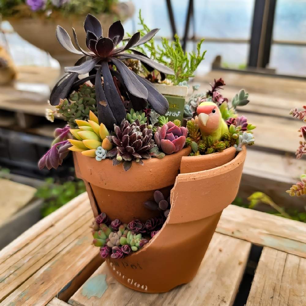 の画像 by Rinさん | 多肉植物と神奈川と多肉大好きと多肉植物が好きな人と繋がりたいと横浜と多肉植物のある暮らしとRinとブロークンポットガーデンと多肉女子とガーデニングと多肉寄せ植えと河野自然園と多肉多肉多肉