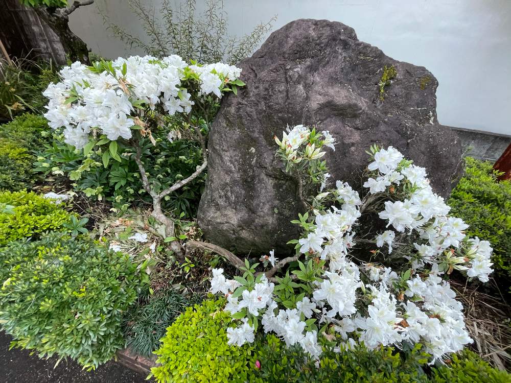 お出かけ先の画像 by Kazyanさん | お出かけ先とサツキとツツジ白と名前不詳の花とツツジ白と ツツジとサツキ♡と近所のお花畑シリーズ 和堂と宮崎市清武町と近所の花華たち