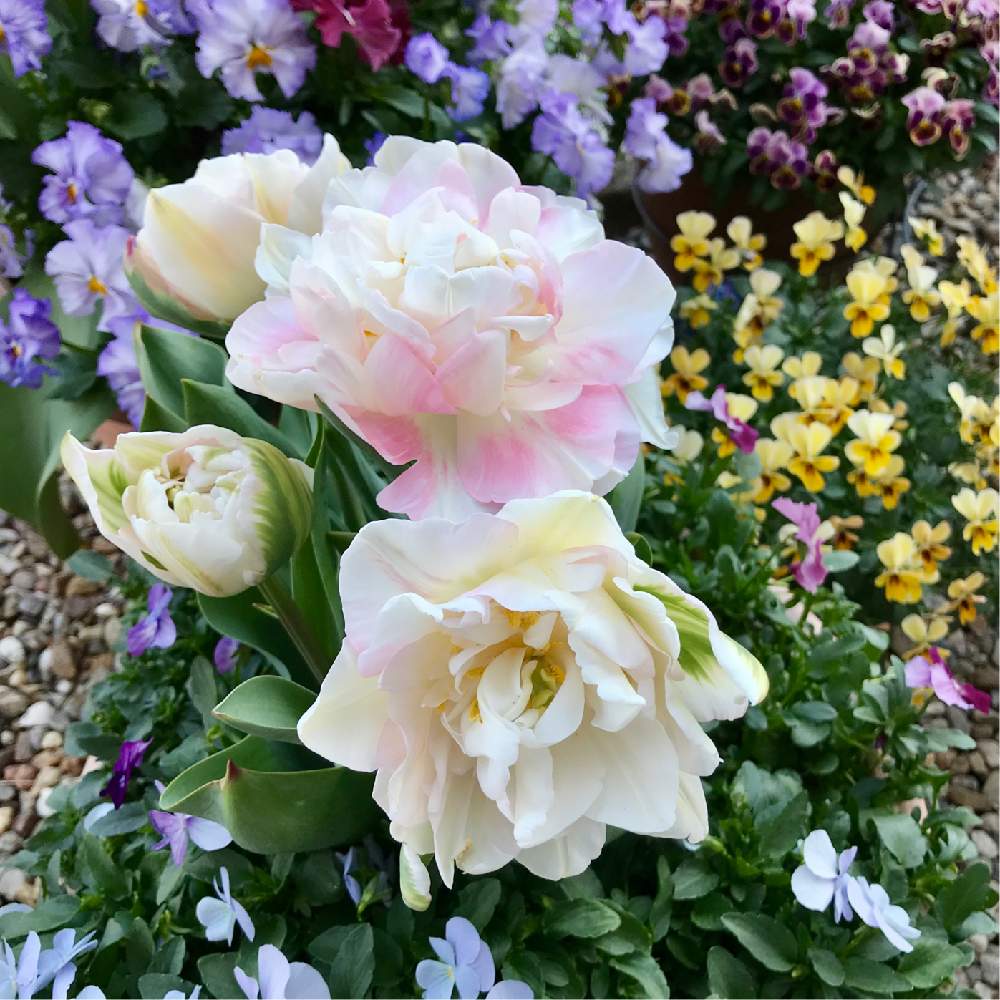 小さな庭の画像 by さきざるさん | 小さな庭とチューリップと秋からのときめきと小庭のお花♬と『秋植え球根2021』フォトコンテストと寄せ植え1♬とお花*2年生♬と小さな小さな庭と花のある暮らし