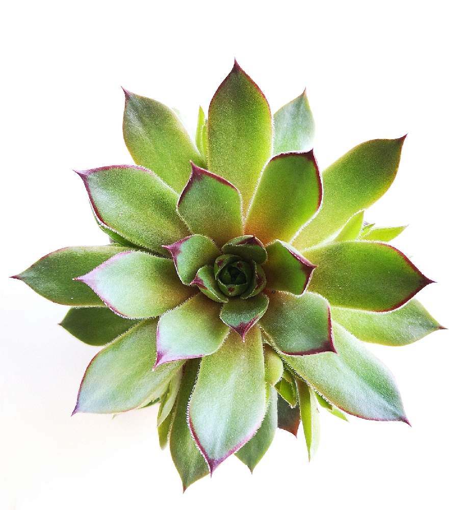 玄関の画像 by eyeさん | 玄関とジェロナとSempervivum 'Zielona'とスーパービバホームとセンペルビウム属とジェロナ♡と三重県とジェロナ センペルとハルディンと赤フチ同盟とSempervivum 'Zielona'と☆eye☆さ行とjardinとホムパトとホムパト(ホームセンター パトロール)と☆eye☆268と☆eye☆センペルビウム属と10%セールと印西市