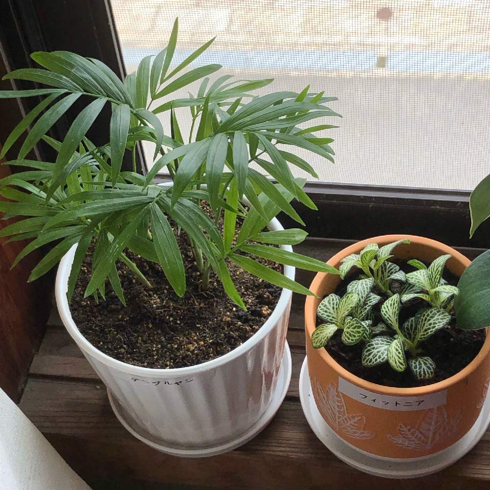 窓辺の画像 by Takaさん | 窓辺とテーブルヤシとフィットニアと多肉植物と植物のあるくらしと観葉植物とおうち園芸と テーブルヤシと フィットニア