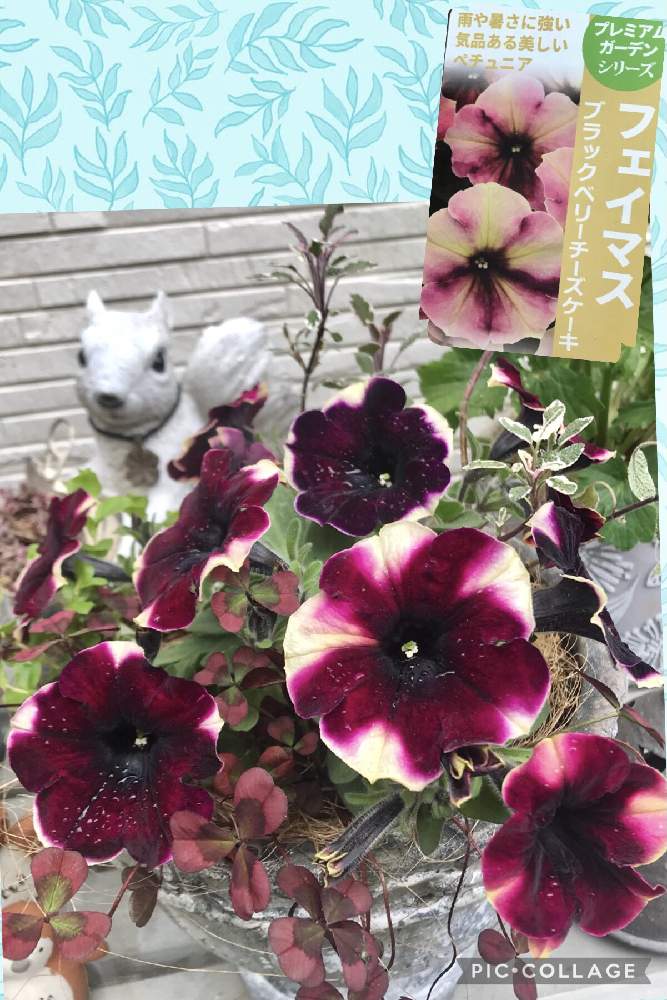 小さな庭の画像 by ブラックベリーさん | 小さな庭とペチュニア ブラックベリーチーズケーキと春のお花と色変わりとペチュニア☆