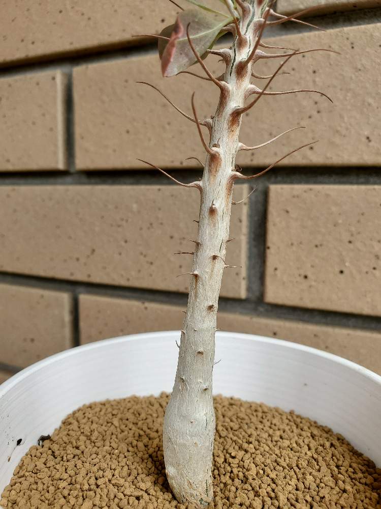 の画像 by ふらわーあんどぐりーんheh(花エリカ白楽店)さん | 多肉植物と観葉植物と楽天市場とフォロー歓迎とネット販売と観葉植物好きと多肉植物のある暮らしとコーデックスとコーデックスのある暮らしと4号鉢とピザールプランツと塊根植物と観葉植物のある暮らしとフォークイエリア 観峰玉と多肉植物好きといいね♥ありがとうございます✨
