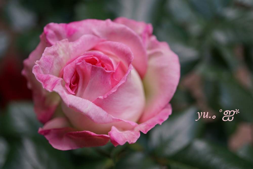 テラスの画像 by ゆうさん | テラスとプリンセスドゥモナコとバラ、薔薇、ばらとピンク ぴんく Pinkと癒される♡とうれしいな♪と新型コロナウィルスに負けるなと美しい♡と祈りを込めてとおうち園芸とはるが来た!と#最前線のあなたへと花のある暮らしと綺麗な色と開花中♡と幸せな気分♡と元気が出る~♪と良い香り