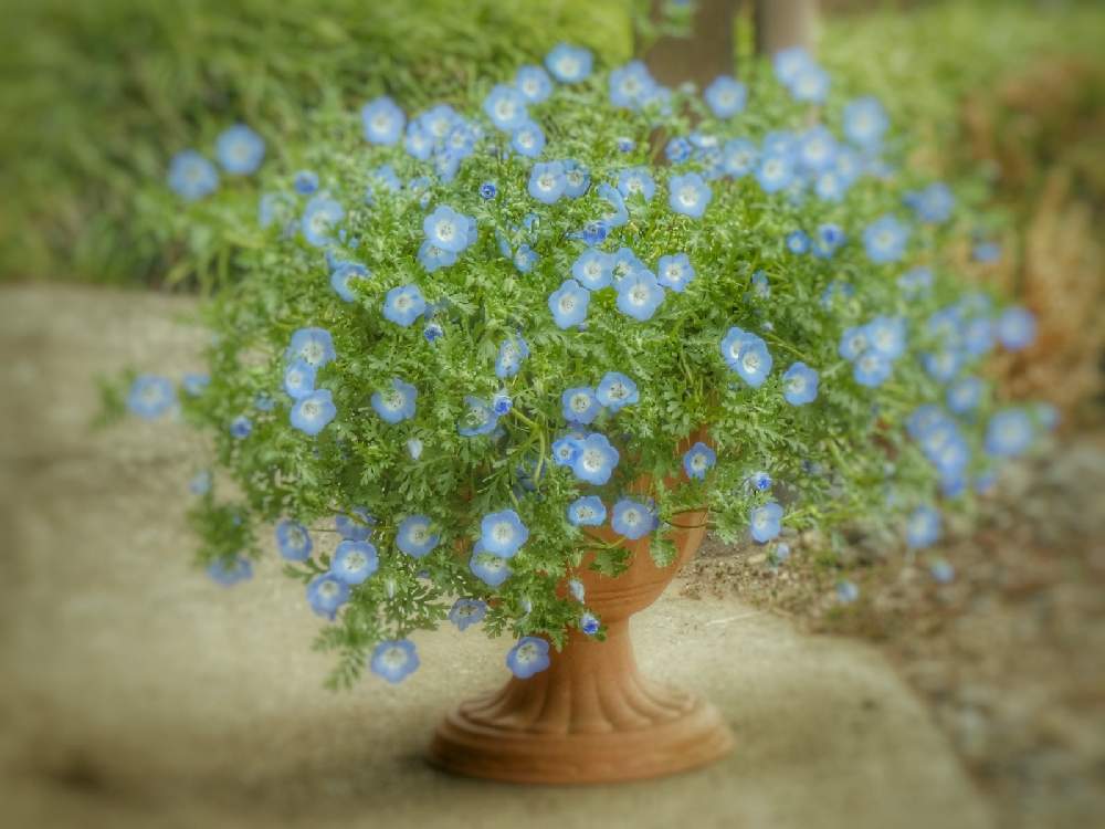 テラスの画像 by Hirochan* flowersさん | テラスと医療・介護の皆様に感謝と小さなお花と(祝)チーム・ブルー10000picとモリモリ!と青い小さな花マニアとJuneの会と苗から育てたとかわぃぃ。と春風に揺らいでと小さな葉っぱと太陽の光を浴びてとふんわり優しい色と青い花マニアとチーム・ブルーとお花好きの人と繋がりたいと青い花大好きと初めてのネモフィラとチーム・ブルーNo.102