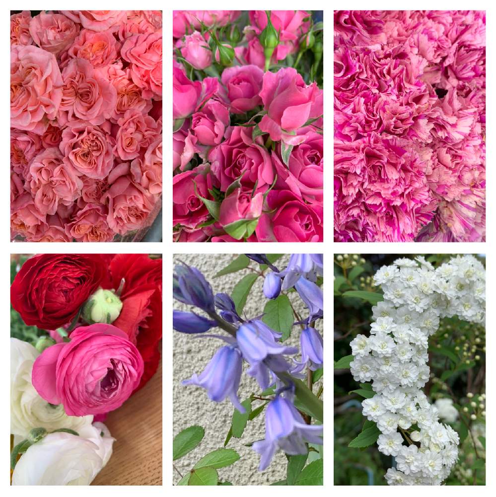 の画像 by かずさん | カーネーション ジュビリーとsp薔薇 インスパイヤーとsp薔薇 カタリナと素敵な薔薇のある暮らしとロザリアン★*と癒しとおうち園芸とお花大好き✨とレッスン用と花のある暮らし