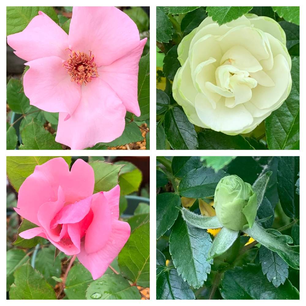 小さな庭の画像 by かずさん | 小さな庭とミニ薔薇 マザーズディと薔薇 デンティベスと素敵な薔薇のある暮らしとロザリアン★*と癒しとおうち園芸と鉢植え✨とお花大好き✨と花のある暮らし