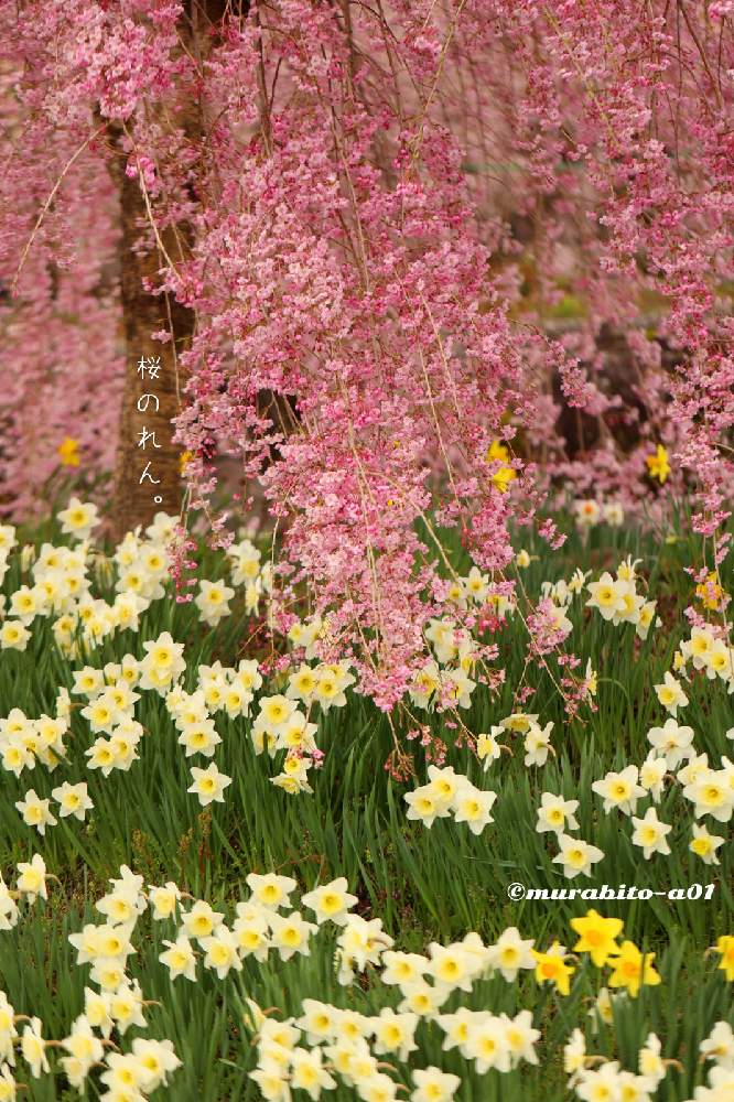 お出かけ先の画像 by 信州豚ポルコ・ロッソさん | お出かけ先としだれ桜とすいせんと最近の作品と旬撮と文字を添えてと長野県と『2021桜』フォトコンテスト