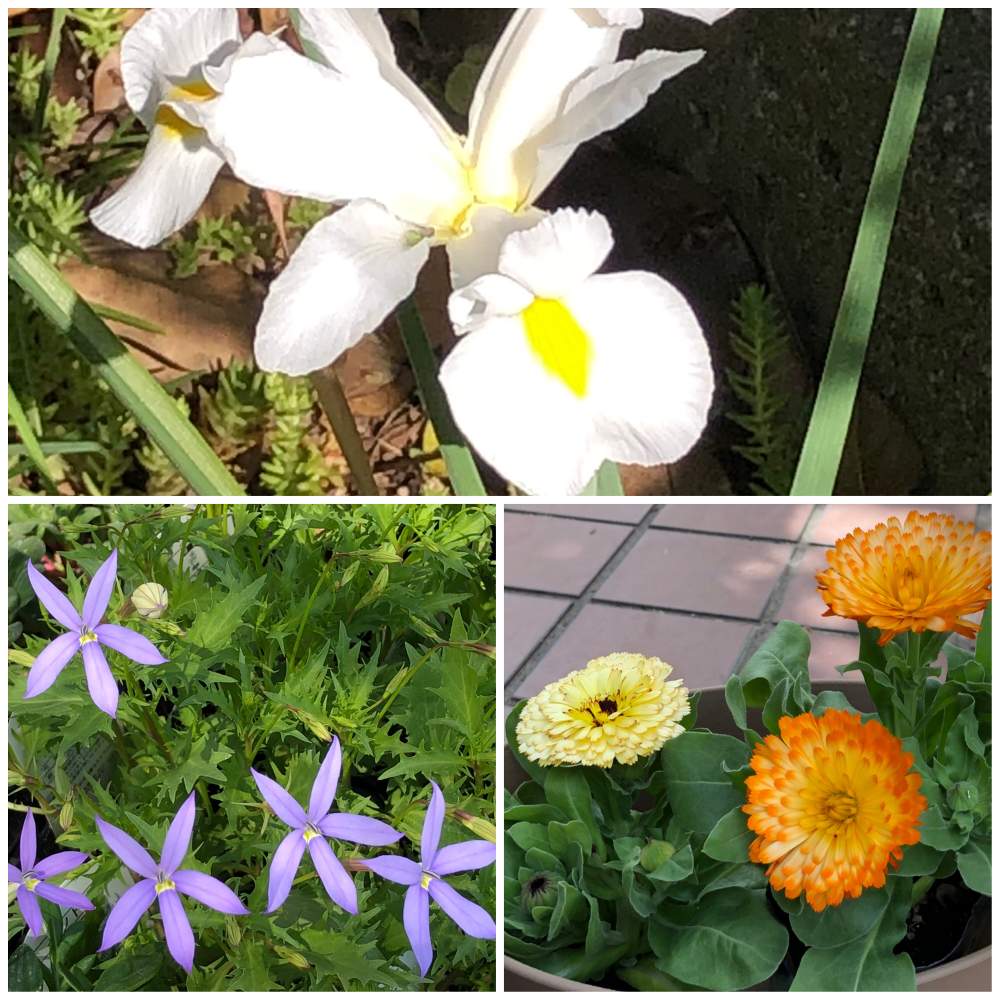の画像 by ichiさん | ダッチアイリスの花 ♪とキク科 〜とキキョウ科 〜とアヤメ科 〜とイトソマ(ローレンティア)と涼やかなお花 ♪と花のある暮らし