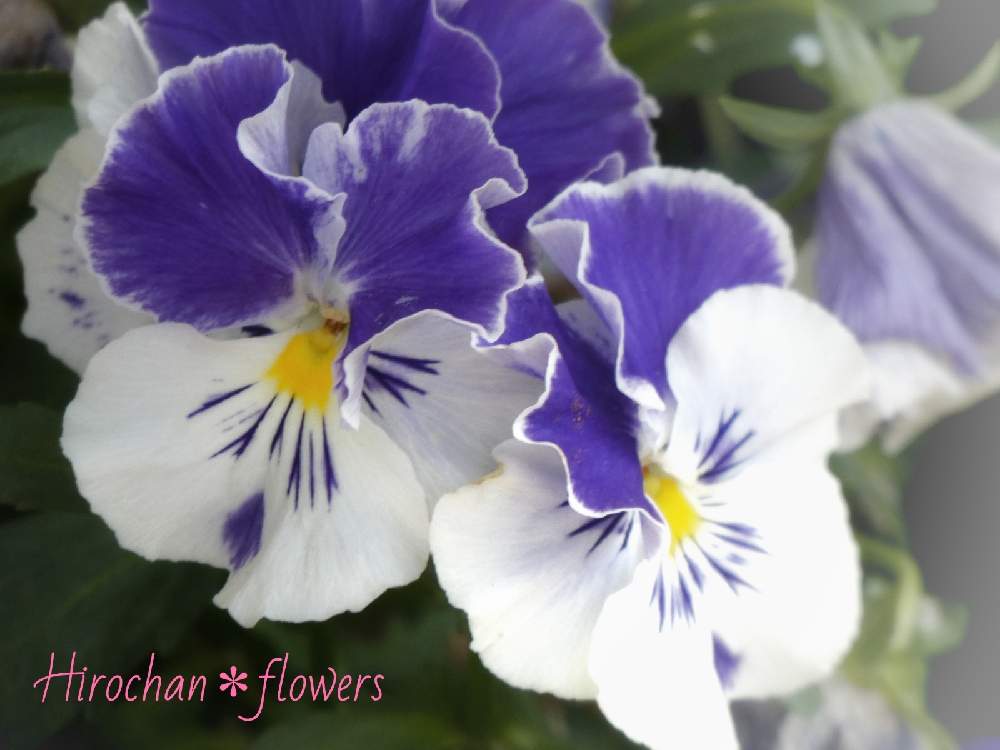 テラスの画像 by Hirochan* flowersさん | テラスと医療・介護の皆様に感謝とフリルパンジーと寄せ植えと青い小さな花マニアとJuneの会とかわぃぃ。と春風に揺らいでと小さな葉っぱと青いスミレ科マニアと花びらの美しさとふんわり優しい色と青い花マニアとチーム・ブルーとお花好きの人と繋がりたいと青い花大好きとチーム・ブルーNo.102と(祝)チーム・ブルー1周年