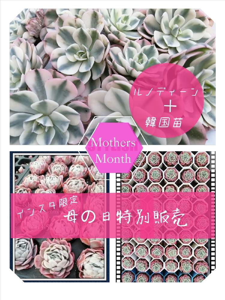 窓辺の画像 by 株式会社多肉永遠さん | 窓辺と多肉植物と多肉永遠と韓国苗販売と多肉紅葉と寄せ植えと多肉屋と多肉のある暮らしと多肉永遠苗と希少品種とおうち園芸と群馬タニラーと群馬県太田市と多肉女子と通販多肉と多肉プレゼントと群馬県の多肉屋さんとsucculentと多肉植物 多肉の有るくらしと母の日