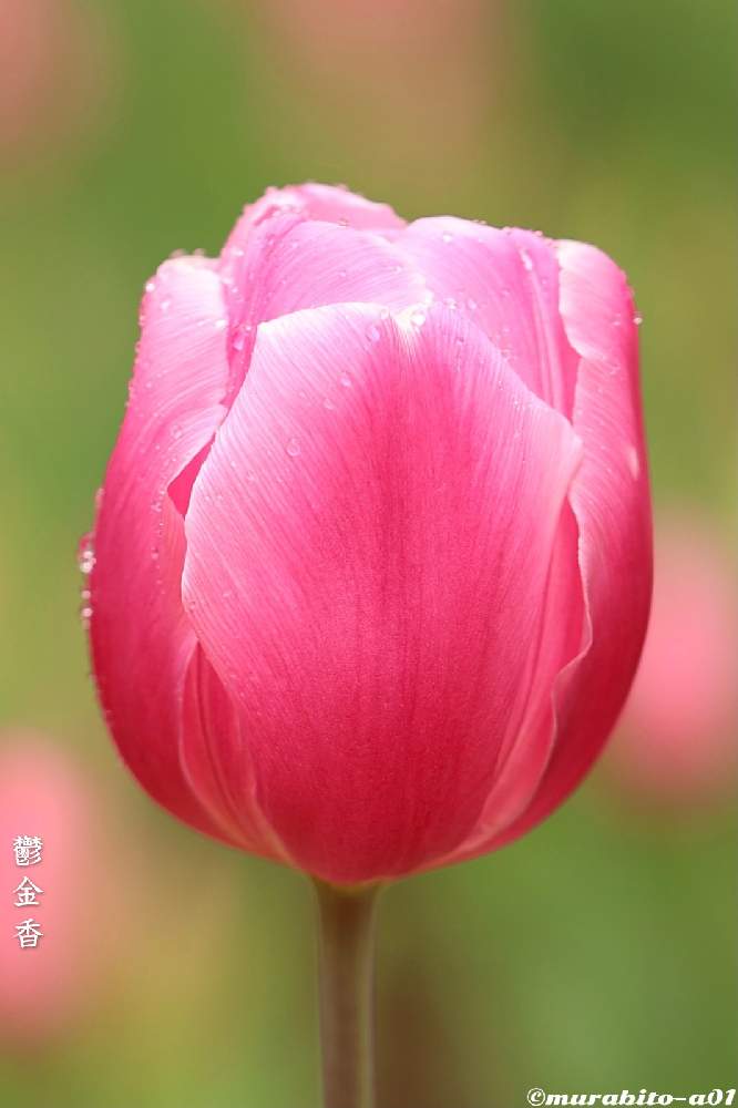 お出かけ先の画像 by 信州豚ポルコ・ロッソさん | お出かけ先とチューリップとCanon EOS R6と『秋植え球根2021』フォトコンテストと最近の作品と無加工と旬撮とCanon EF100mm F2.8Lマクロ IS USMと和名と文字を添えてと長野県