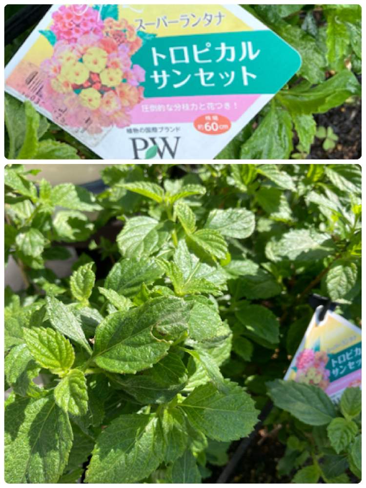 の画像 by ぷぷママさん | ランタナとスーパーランタナ・トロピカルサンセットとお花を楽しむと咲くのが楽しみと私の趣味とPWと花は癒し(๑˃̵ᴗ˂̵)♡と今日も笑顔の1日を〜♡とお花に癒されてと花のある暮らしと咲いて欲しいと願う♡