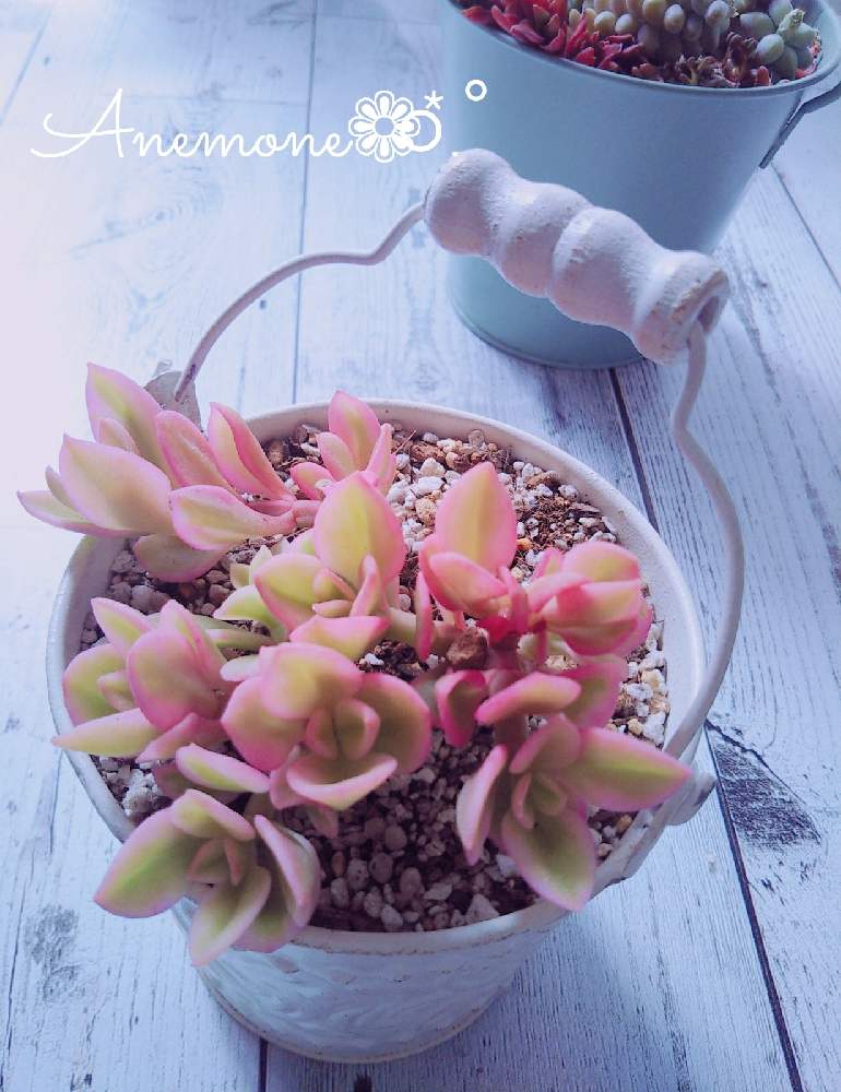 バルコニー/ベランダの画像 by Anemone❁⃘*.゚さん | バルコニー/ベランダと多肉大好きと可愛いな♡とGS永ちゃん部と三浦春馬さんを忘れない♡とGS映えとCAT'S EYE MISSIONと多肉のある暮らしとおうち園芸とガーデニングとベビーサンローズ♡