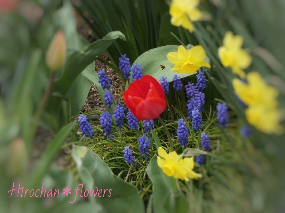 小さな庭の画像 by Hirochan* flowersさん | 小さな庭と医療・介護の皆様に感謝と ムスカリと青い小さな花マニアとJuneの会と チューリップと今日のお花とかわぃぃ。と春風に揺らいでとスイセン。と青い花マニアとチーム・ブルーとお花好きの人と繋がりたいと青い花大好きとチーム・ブルーNo.102