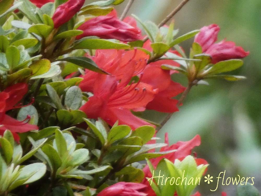 小さな庭の画像 by Hirochan* flowersさん | 小さな庭とサツキ⭐とかわぃぃ。と春風に揺らいでと小さな葉っぱと赤い花と太陽の光を浴びてとお花好きの人と繋がりたい