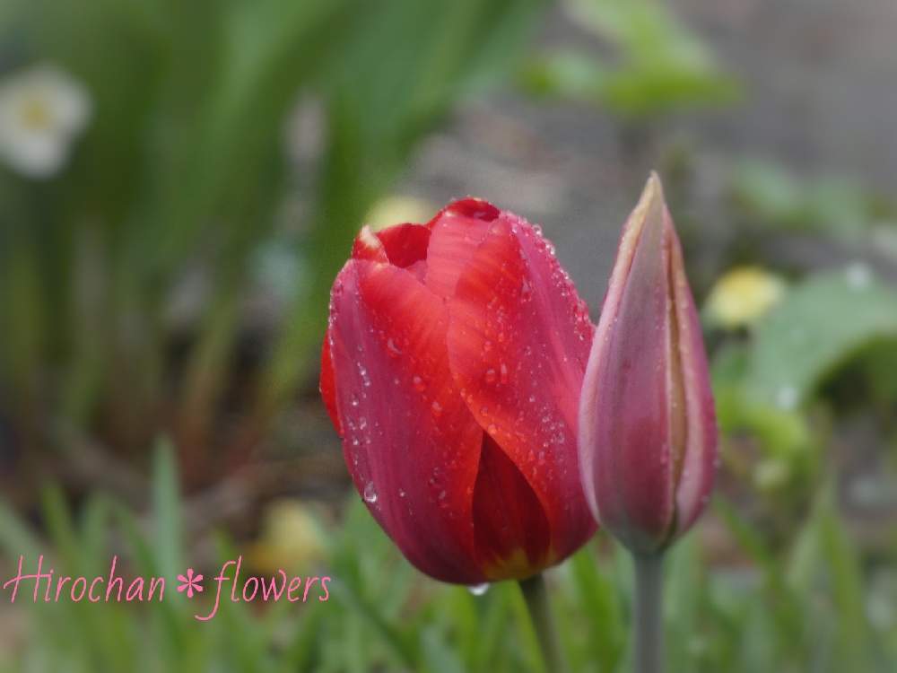 小さな庭の画像 by Hirochan* flowersさん | 小さな庭と金曜日の蕾たちと『秋植え球根2021』フォトコンテストとJuneの会と チューリップとかわぃぃ。と春風に揺らいでと赤い花と花びらの美しさと太陽の光を浴びてとお花好きの人と繋がりたい