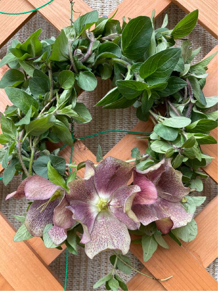 の画像 by ヒロコni nさん | 庭の花たちと我が家のハーブと癒しの草花と手作りリースと花のある暮らしと元気をくれる草花