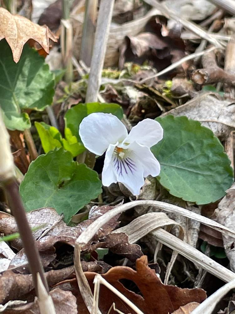 お出かけ先の画像 by チアナさん | お出かけ先とマルバスミレと大分県と九重山山麓