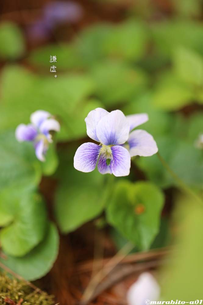 の画像 by 信州豚ポルコ・ロッソさん | すみれとCanon EOS R6と最近の作品と無加工と旬撮とCanon EF100mm F2.8Lマクロ IS USMと文字を添えてと花言葉と長野県