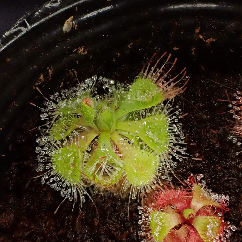 部屋の画像 by 熊みたいな熊さん | 部屋とdrosera burmanniiと観葉植物と食虫植物と室内栽培と草植系男子とおうち園芸とマクロ撮影とモウセンゴケ類と珍奇植物とドロセラ類とLED栽培
