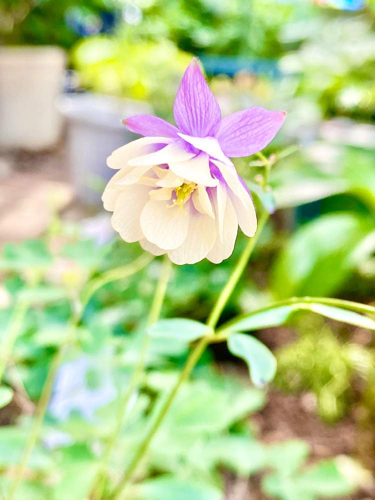 小さな庭の画像 by wakoさん | 小さな庭とオダマキと風鈴おだまきと花のある暮らしとやっぱり花が好き♡とオダマキの花と風鈴オダマキ八重