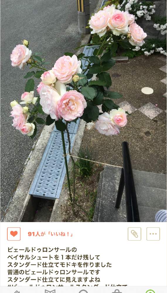 部屋の画像 by Rosarian Prince ラビたむさん | 部屋とバラ愛とばら バラ 薔薇と薔薇愛同盟と水曜ローズショーと薔薇の育て方勉強中✏と薔薇に魅せられてとバラ・ピエールドゥロンサールと無農薬無肥料とバラの育て方と薔薇のお菓子と薔薇の初心者教室と花のある暮らしと自然農法バラ栽培と家庭菜園奮闘日記とバラ・ミニバラとバラフェアと薔薇大好きと無農薬 無肥料 栽培と薔薇 エデンローズ♪