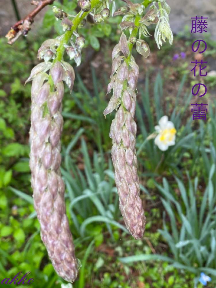 の画像 by ひみつのアッコちゃんさん | 我が家の花畑の藤と我が家の花畑と可愛い花と花のある生活と美しい花と面白い花と元気な花と美しいフォルムと大好きな花と花を見る喜びと私のお気に入り