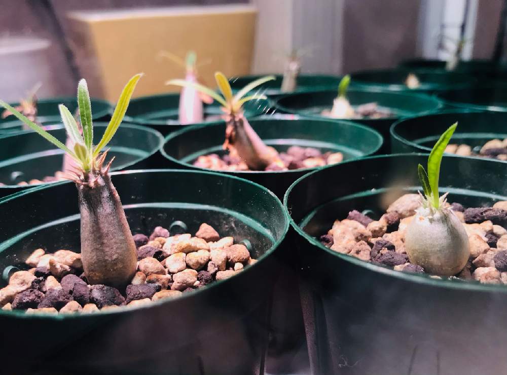 部屋の画像 by kkkさん | 部屋とグラキリスと恵比寿笑いと多肉植物とおうち園芸と植中毒とパキポと温室と多肉植物とサボテンと花のある暮らしとパキポ中毒