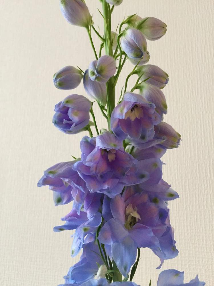 の画像 by 白花葉さん | デルフィニウムとマルシェと恵比寿とお家で楽しもう♡と花のある暮らしとわくわくゴールデンウィークと有楽町とインテリアグリーンと配達花