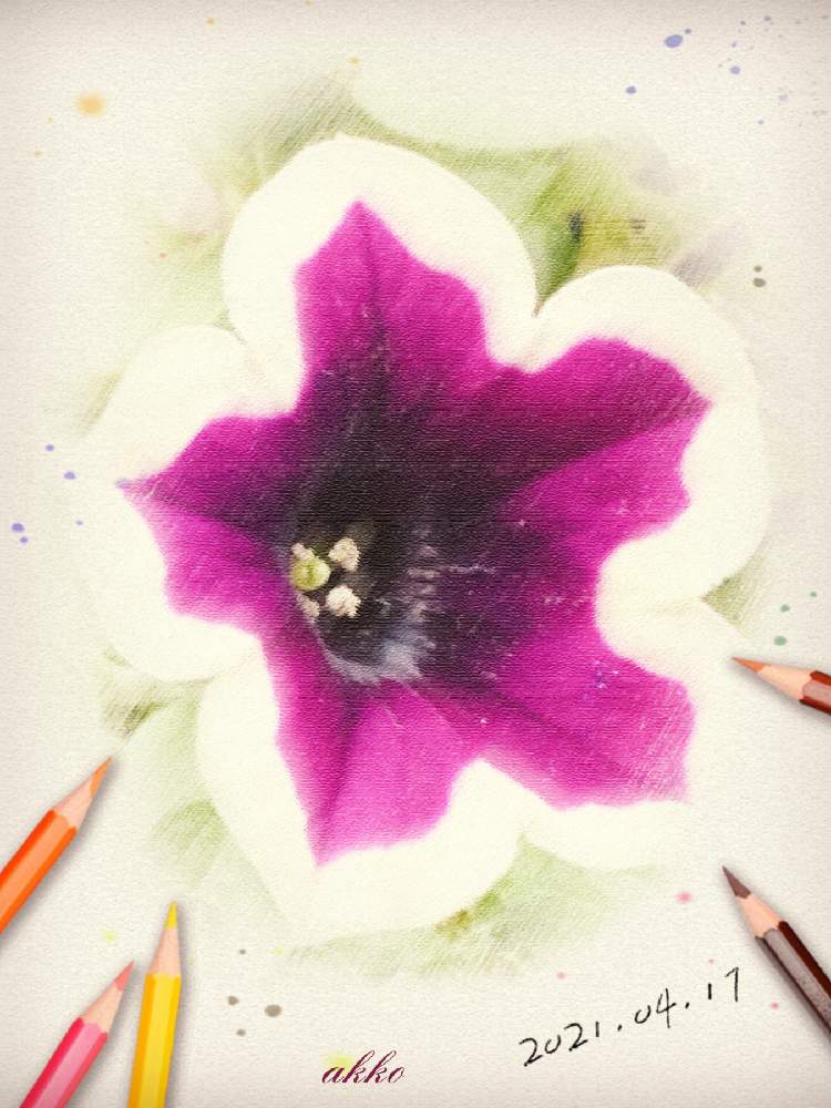 広い庭の画像 by ひみつのアッコちゃんさん | 広い庭とペチュニア マジェンタと鉢植えの花と可愛い花と花のある生活と美しい花と元気な花と美しいフォルムと加工アプリ使用と大好きな花と花を見る喜びと私のお気に入り
