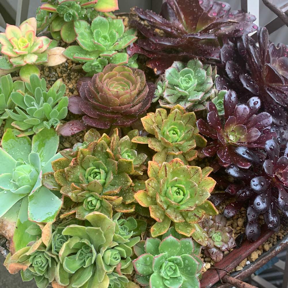 小さな庭の画像 by JUSHIさん | 小さな庭とアエオニウム 寄せ植えと多肉植物と多肉植物いっぱいとタニパトと多肉大好きとアエオニウムバケツと寄せ植えと癒しと多肉は癒しとアエオニウム属と多肉のある暮らしと雨ざらしとギューギューと寄せ植え JUSHIといつもいつもありがとうとありがとうと多肉バカと私の大好き空間